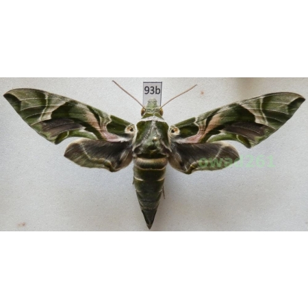 Daphnis nerii (Linnaeus, 1758) Slovakia 102mm93b